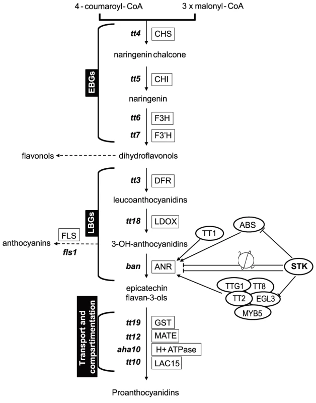 <i>STK</i> has a pivotal role in the control of PA production.