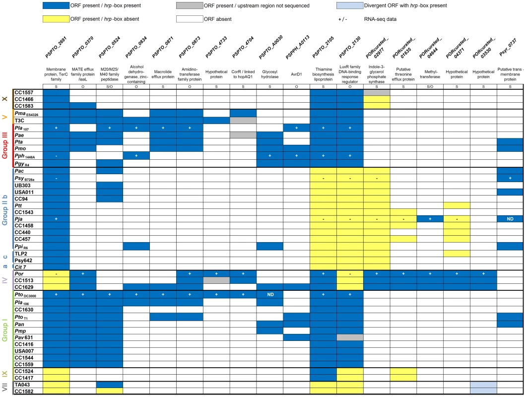 Strains of phylogenetic group II have the fewest non-effector genes in their HrpL regulons.