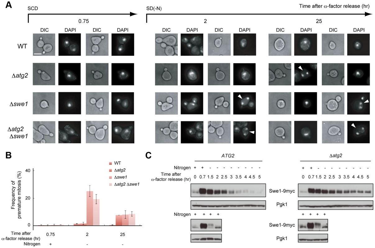 Autophagy is important for normal cell division under nutrient starvation conditions.