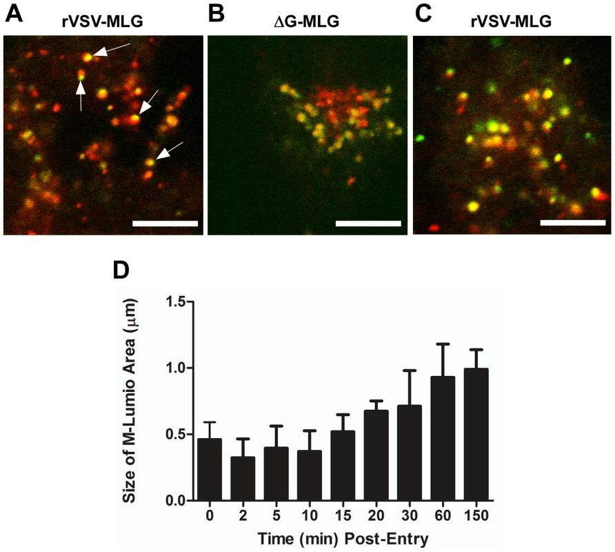 Spatio-temporal distribution of MLG during virus entry and uncoating.
