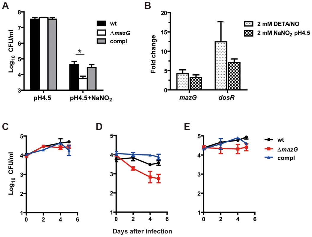 <i>Mtb</i> MazG is required for resistance to RNS shown <i>in vitro</i> and <i>ex vivo</i>.