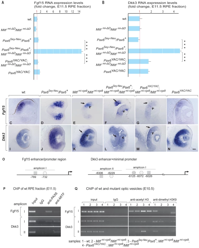 PAX6 and MITF/TFEC together suppress <i>Fgf15 and Dkk3</i> in the developing RPE.