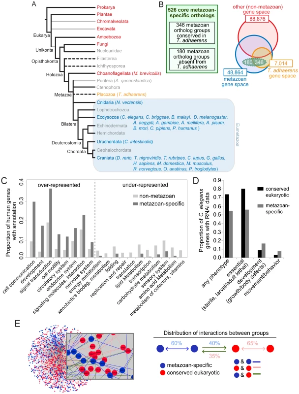 Identification and established functions/interactions of a set of 526 ortholog groups strictly conserved in metazoans.