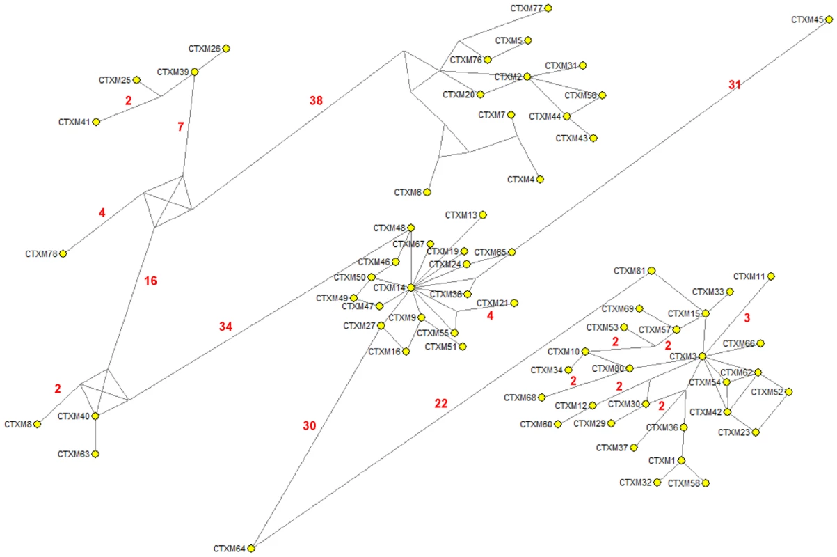 Median-joining network inferred for all CTX-M amino acid sequences studied.