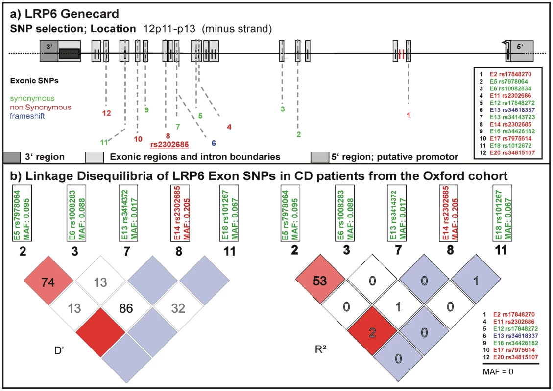 Known exonic SNPs in LRP6.