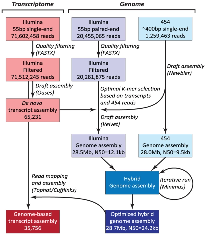 Hybrid assembly strategy using Illumina and 454 reads.