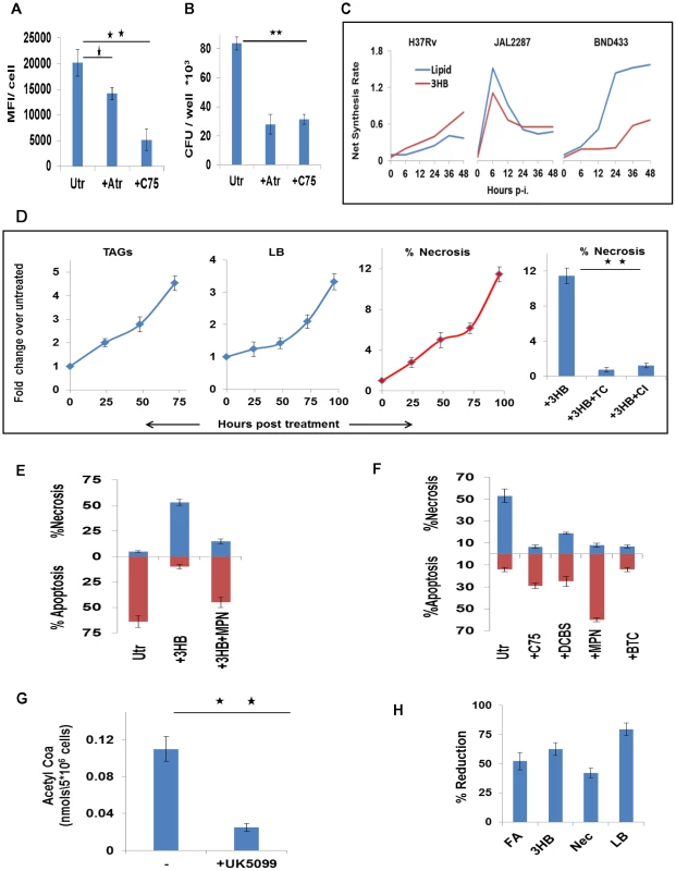 Foamy macrophage differentiation and the induction of necrosis.