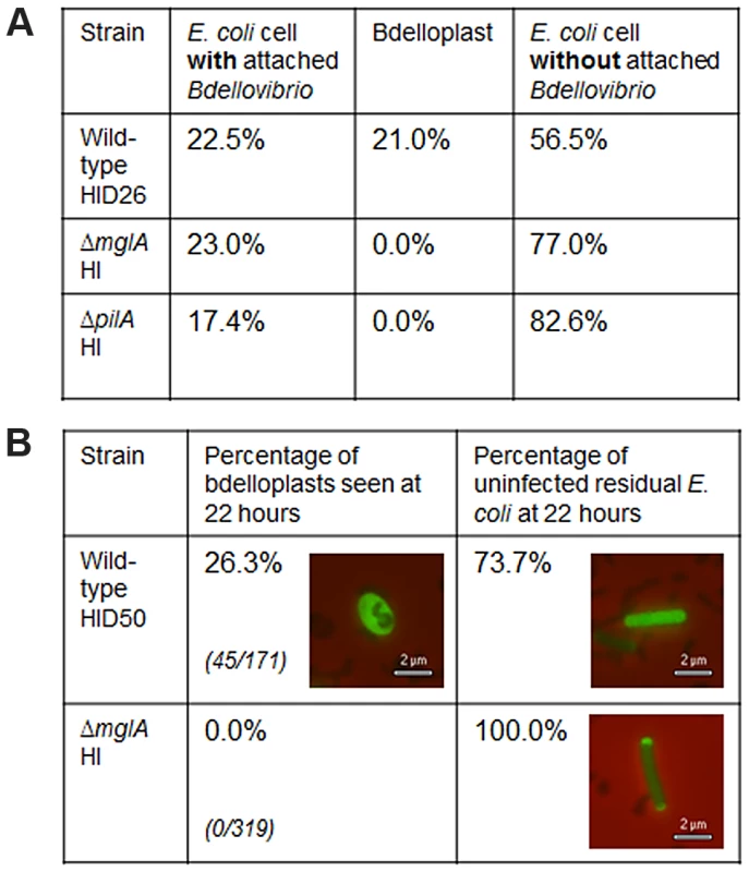 Host-independent invasion and attachment assays of Δ<i>mglA</i> strain and wild-type controls.