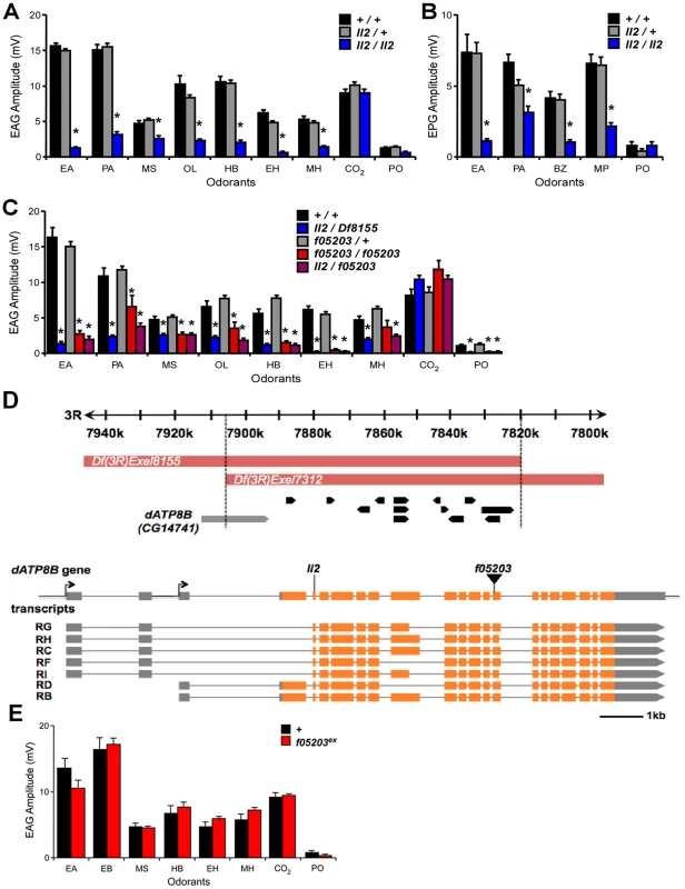 Mutations in <i>dATP8B</i> cause severe olfactory defects.