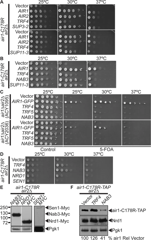 <i>NAB3</i> suppresses, but <i>NRD1</i> and <i>SEN1</i> do not suppress, <i>air1/2</i> thermosensitive growth.