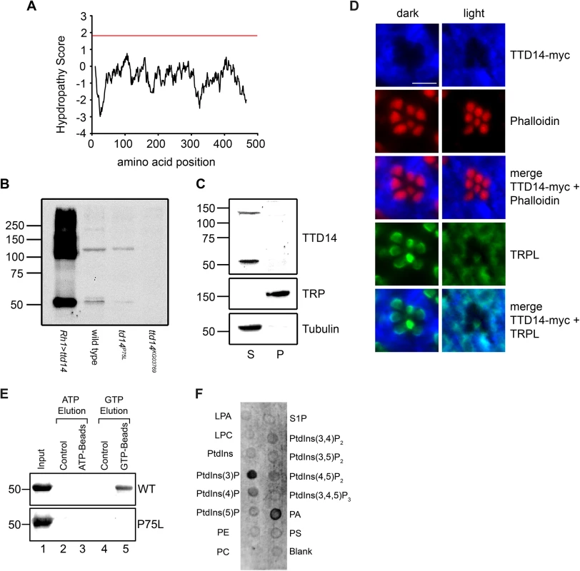 Characterization of the TTD14 protein.