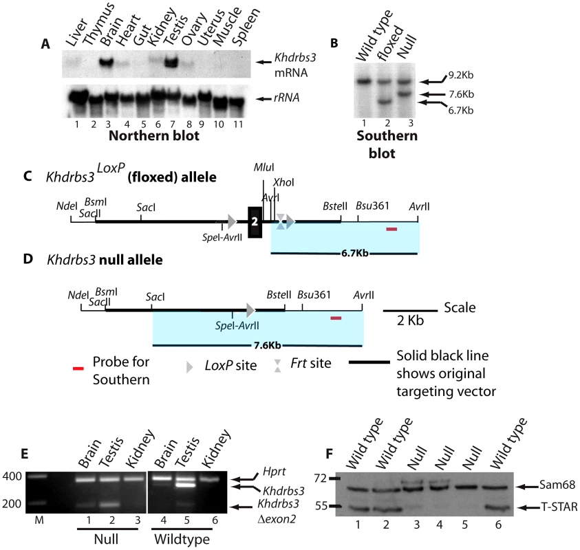Generation of a null <i>Khdrbs3</i> allele.