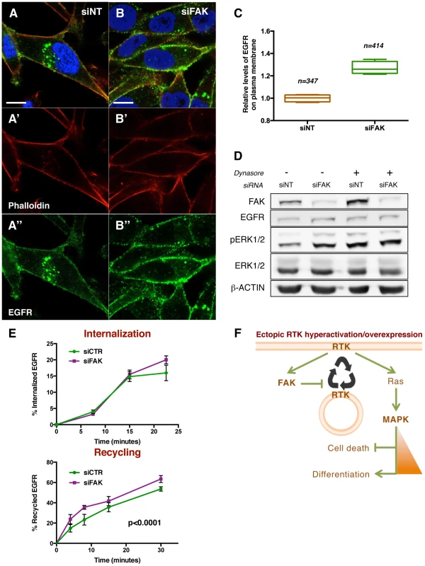 FAK decreases EGFR at the plasma membrane via reduced recycling.