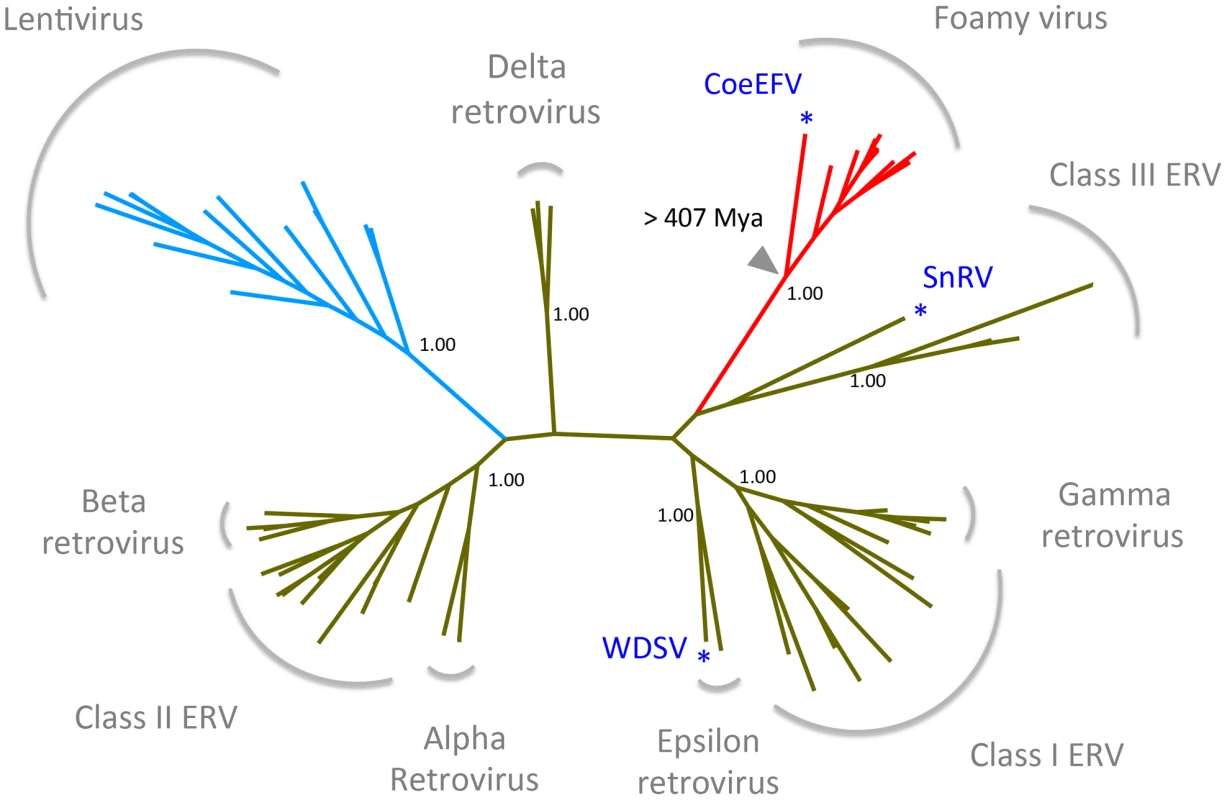 Retrovirus phylogeny.