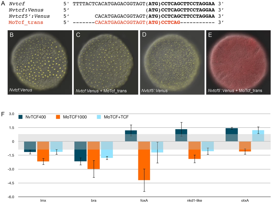 Overexpression of <i>NvTcf:Venus</i> can reverse effects of MoTcf.