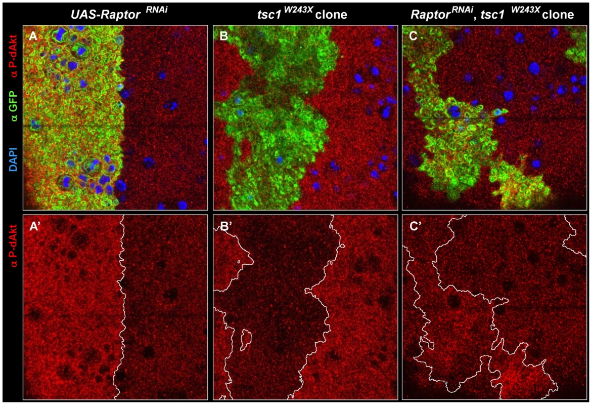 Epistatic relation of TORC1 to Tsc1.