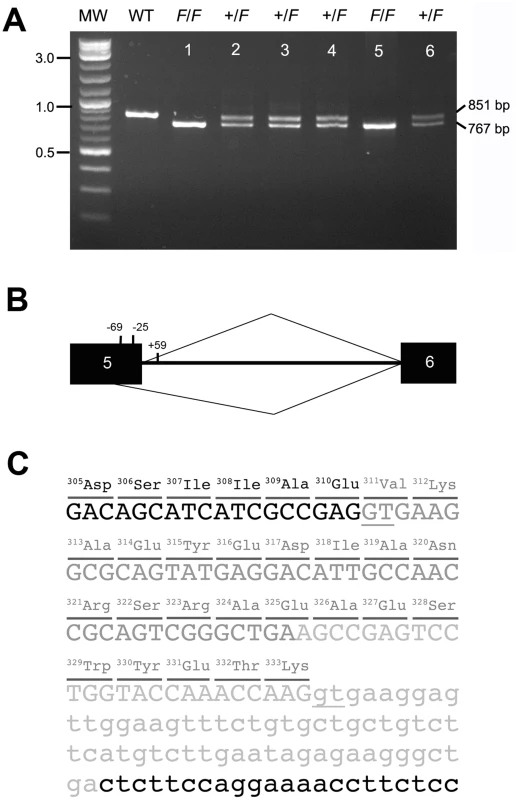 The <i>F</i> allele of <i>KRT75</i> contains a deletion.