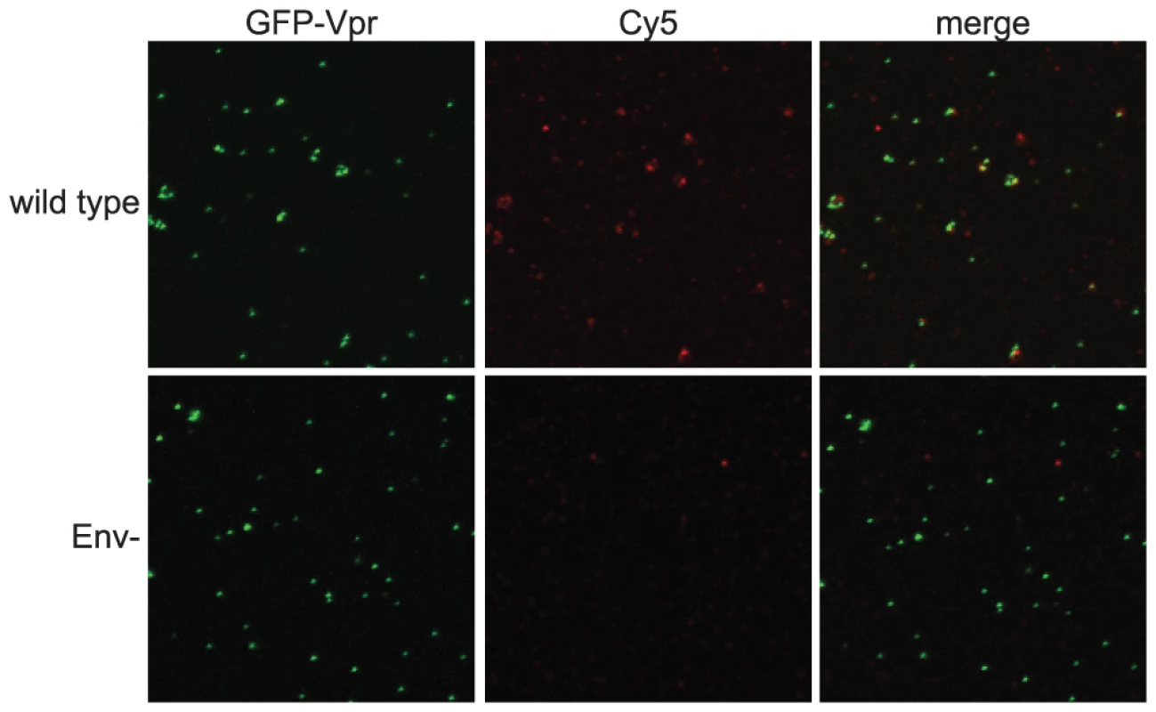Quantitative imaging-based assay to detect Env conformations.