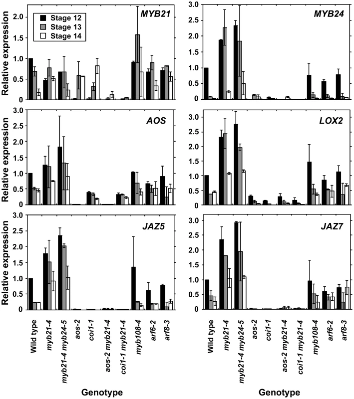 Expression of <i>MYB21</i>, <i>MYB24</i>, and jasmonate pathway genes in wild-type and mutant flowers at stages 12, 13, and 14.