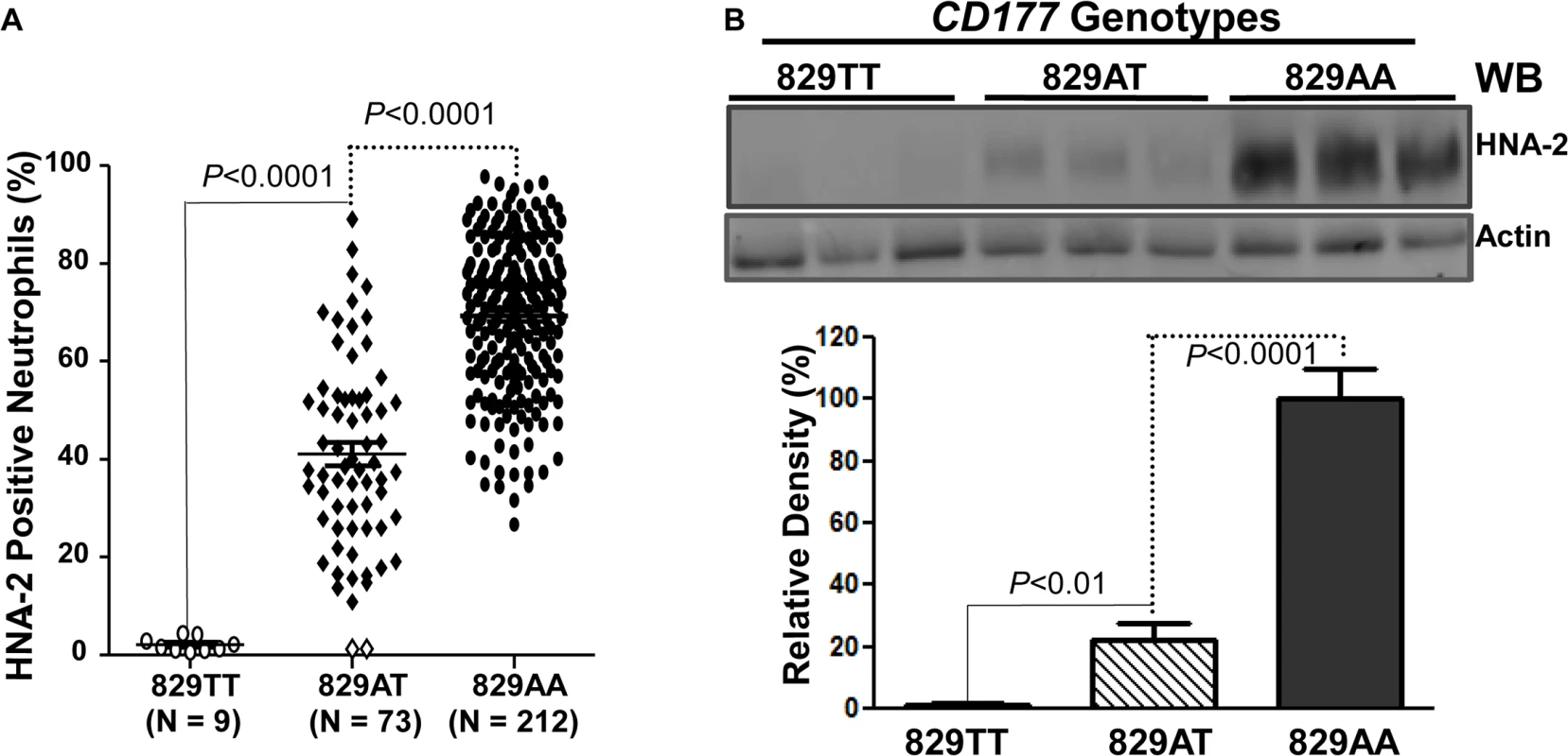 Association of <i>CD177</i> SNP 829A>T with HNA-2 expression.