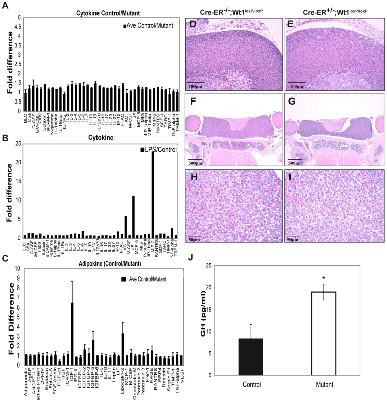 Cytokine, adipokine, and growth hormone analysis in control and mutant plasma.