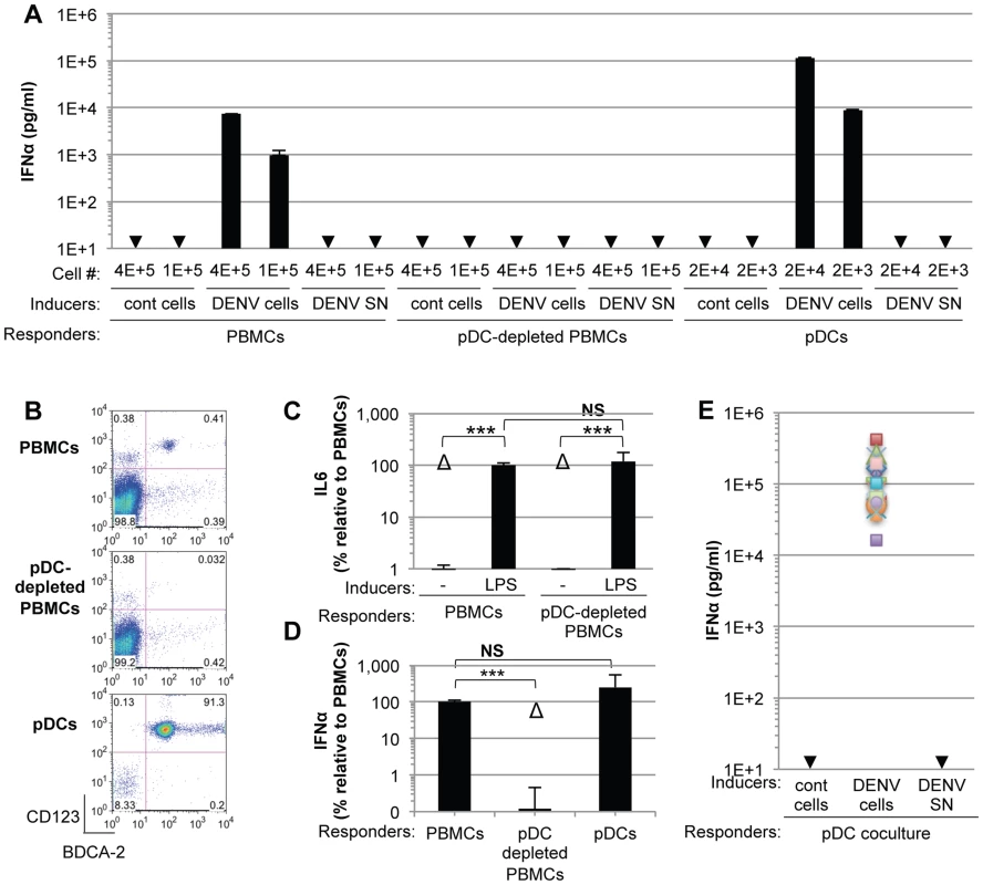 pDCs robustly produce IFNα in response to DENV infected cells.