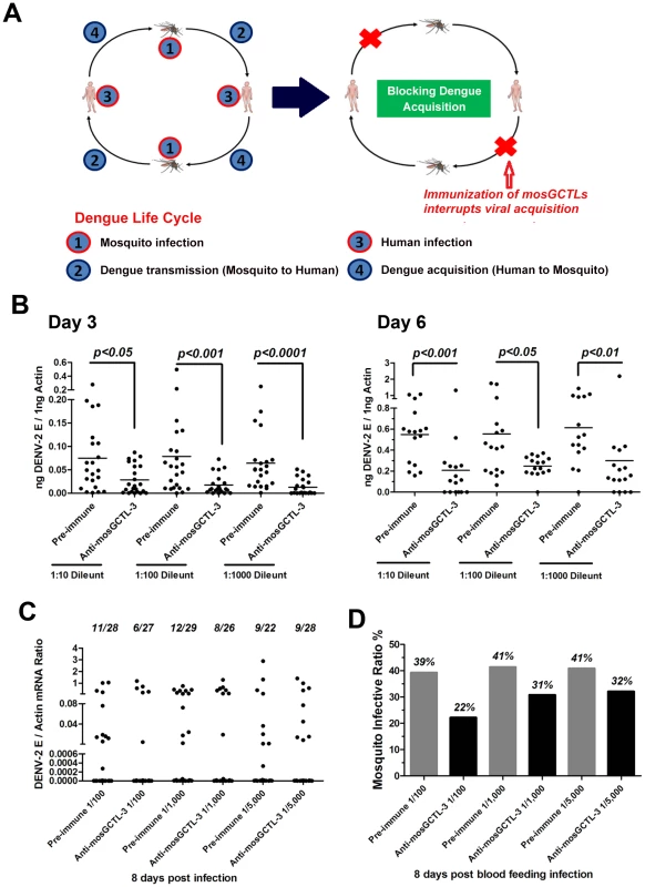 mosGCTL-3 antisera interrupted DENV-2 infection of <i>A. aegypti</i>.