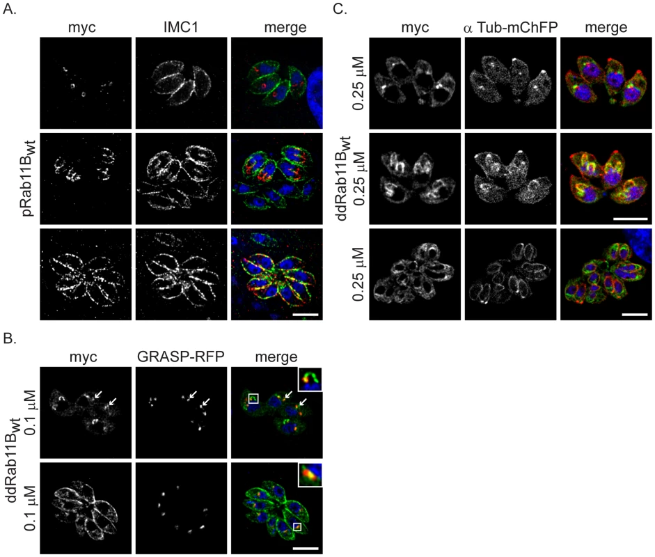 Dynamic location of Rab11B between the golgi and the nascent IMC during cell division.