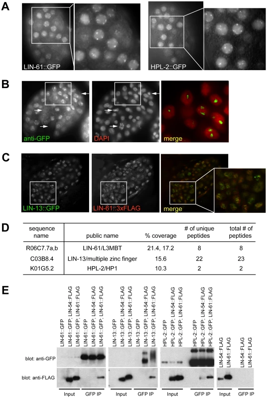 A synMuv B heterochromatin complex.