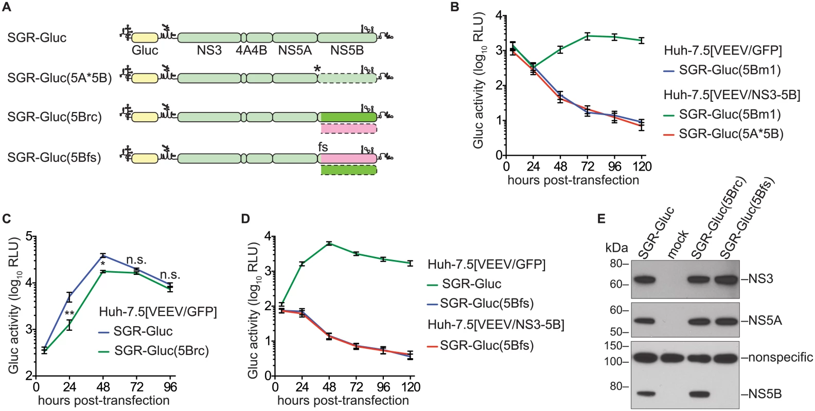NS5B protein is required in <i>cis</i>.