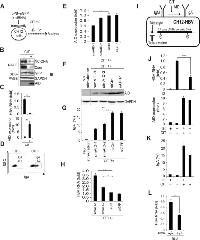 IgA switching activity correlates with reduction of HBV transcripts in B cells.