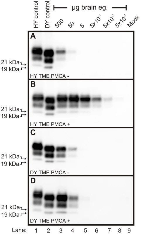 Kinetics of HY and DY PrP<sup>Sc</sup> amplification correspond to differences in incubation period.