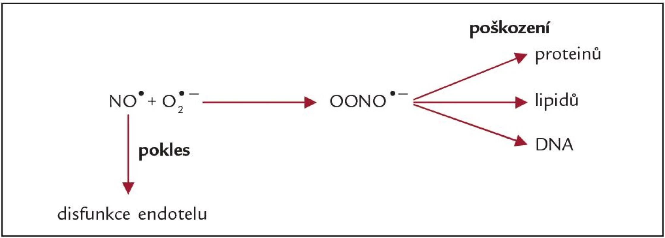 Vliv nadprodukce O<sup>2•-</sup> na hladiny reaktivních forem dusíku v organizmu.