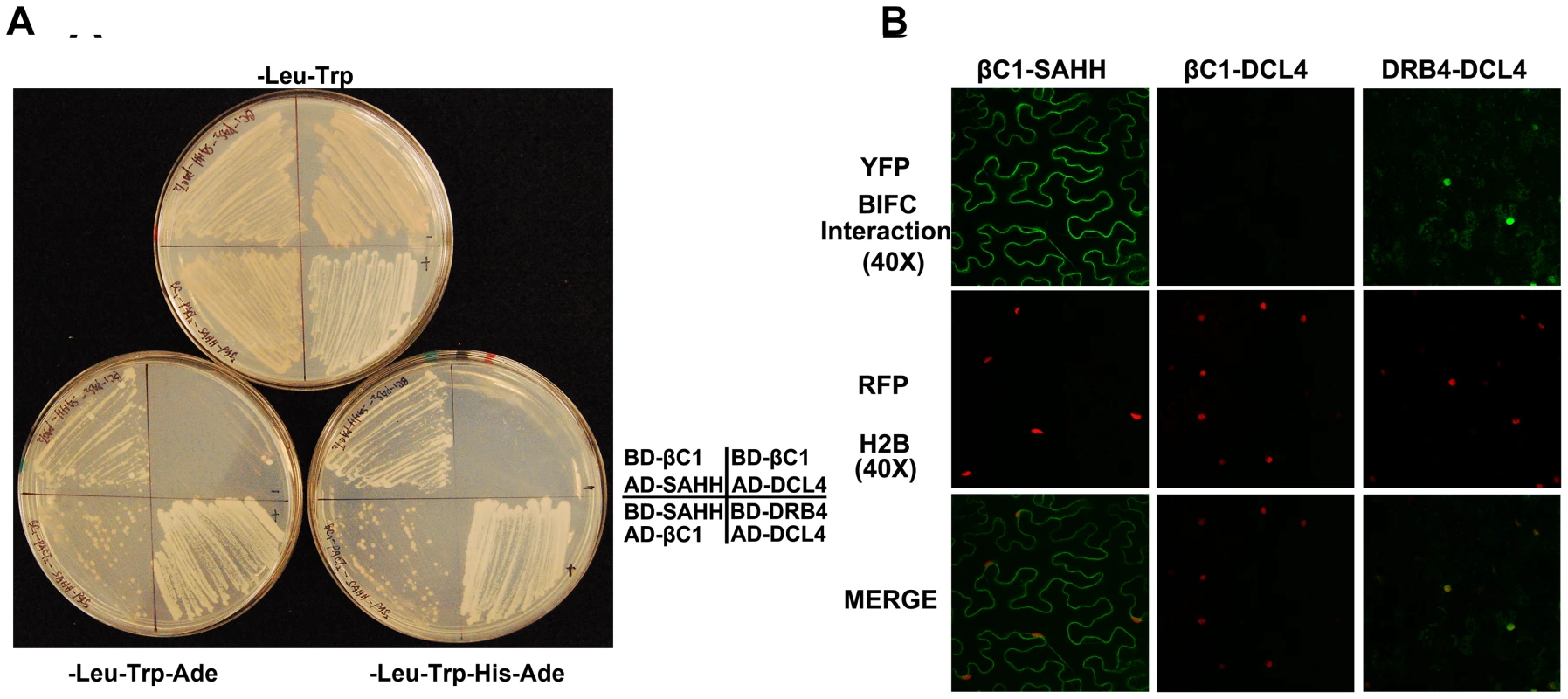 βC1 protein interacts with SAHH.