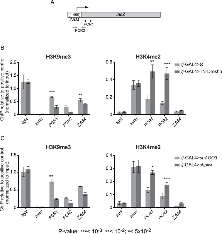 Evidence for miRNA-dependent transcriptional silencing of a follicle cell reporter transgene and an endogenous somatic TE.