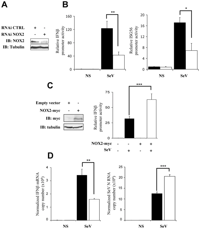 Interference with NOX2 expression inhibits SeV-induced <i>IFNβ</i> and <i>IFIT1</i> genes transactivation.
