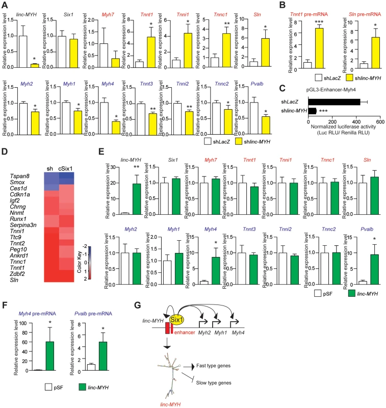 Slow-type gene expression is suppressed by <i>linc-MYH</i>.