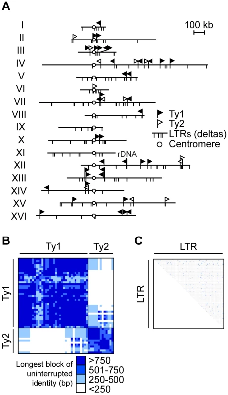 Ty retrotransposon elements in <i>S. cerevisiae</i> are tractable repetitive families to study non-allelic homologous recombination (NAHR).