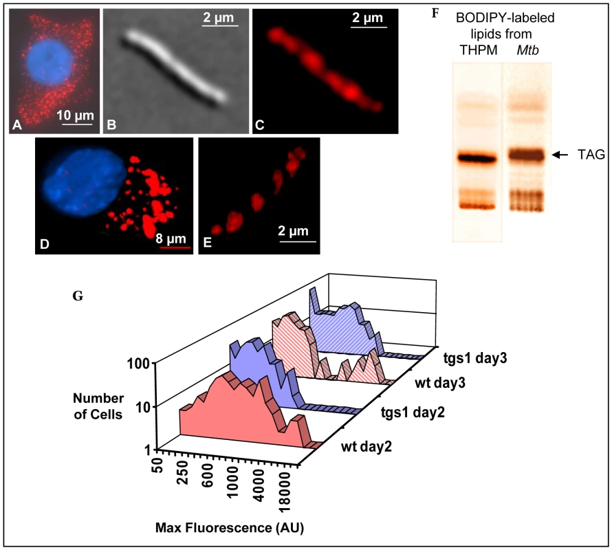 <i>Mtb</i> mobilizes macrophage triacylglycerol labeled with fluorescent fatty acid and accumulates fluorescent intracellular lipid droplets.