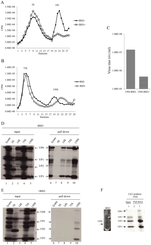 GSH interacts with encapsidation intermediates and mature virus.