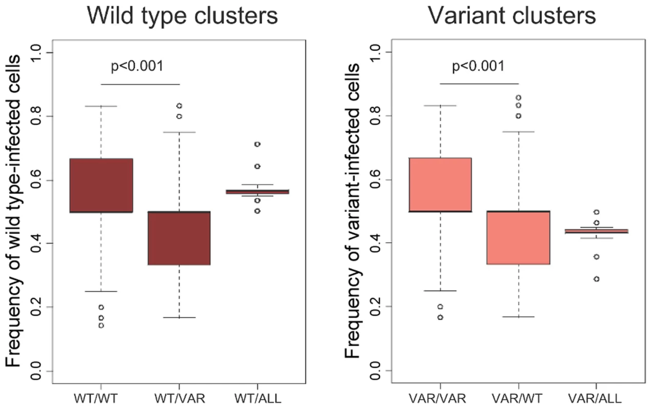 Existence of clusters of wild type and variant-infected cells.