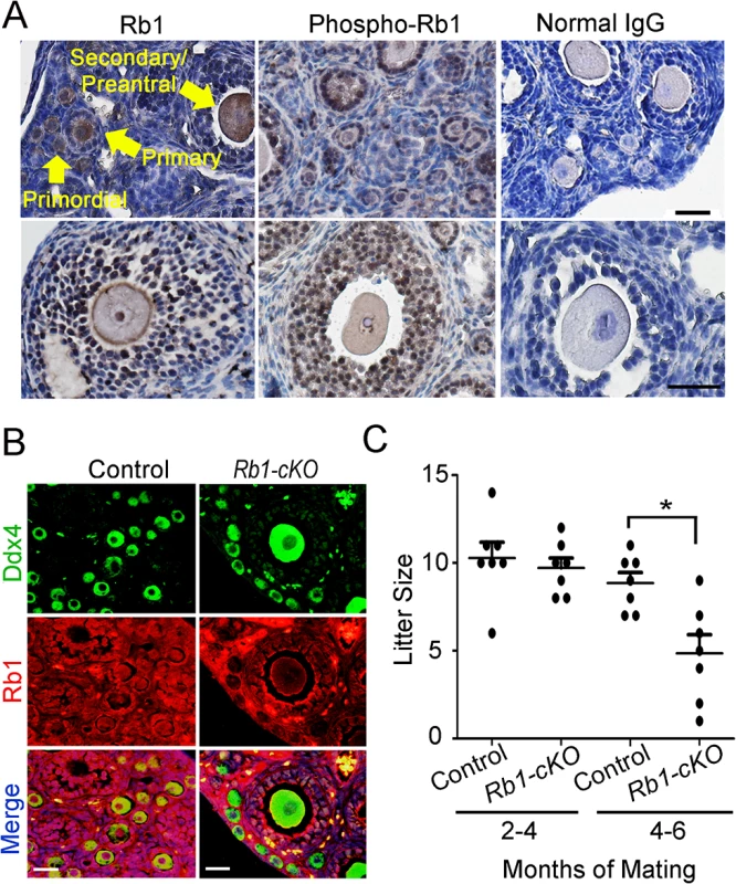 Impaired fertility of mice with conditional <i>Rb1</i> inactivation in oocytes.