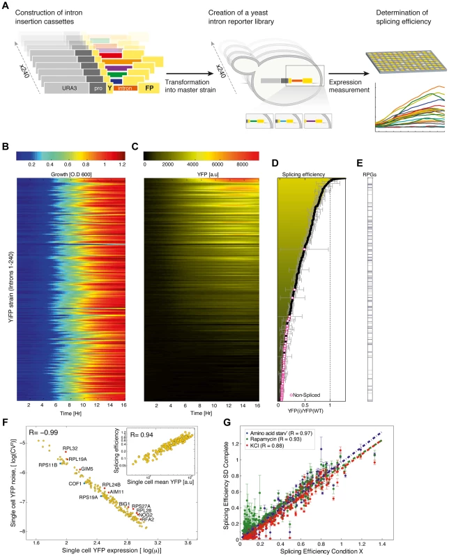 A standardized reporter library uncovers splicing regulatory information encoded within introns.