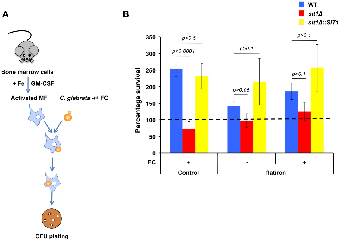 <i>C. glabrata</i> shows Sit1-dependent siderophore utilization in primary macrophages derived from wild type but not the <i>flatiron</i> mouse.