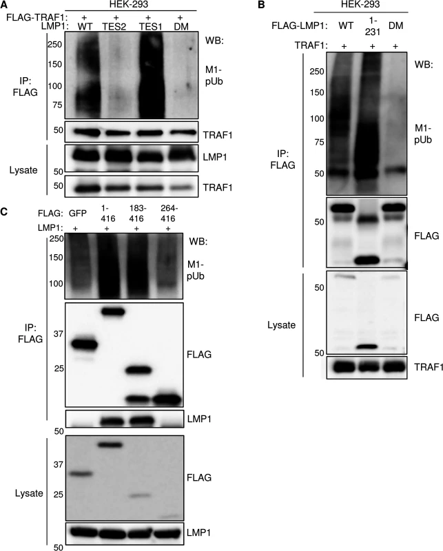 Analysis of LMP1 and TRAF1 domains important for M1-pUb attachment.