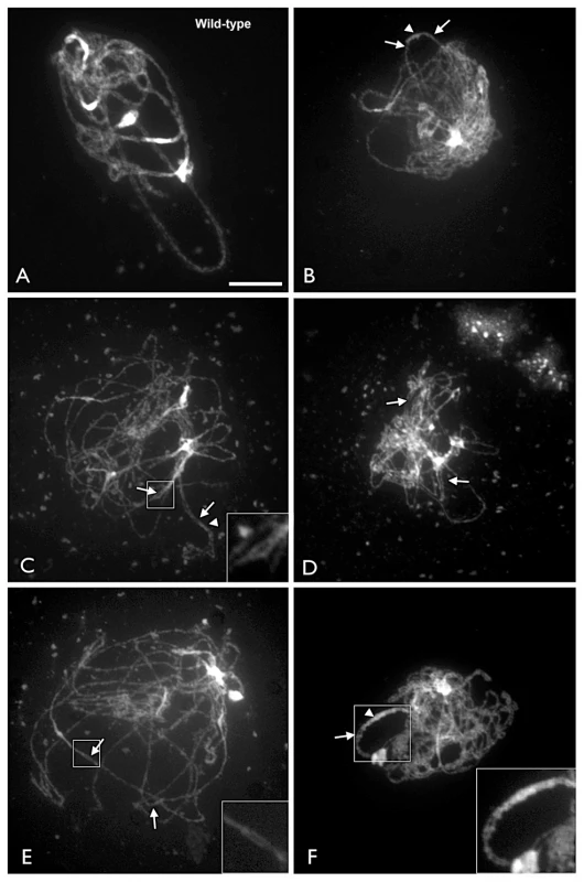 Arabidopsis <i>xrcc3</i> mutants exhibit partial chromosome alignment and pairing.