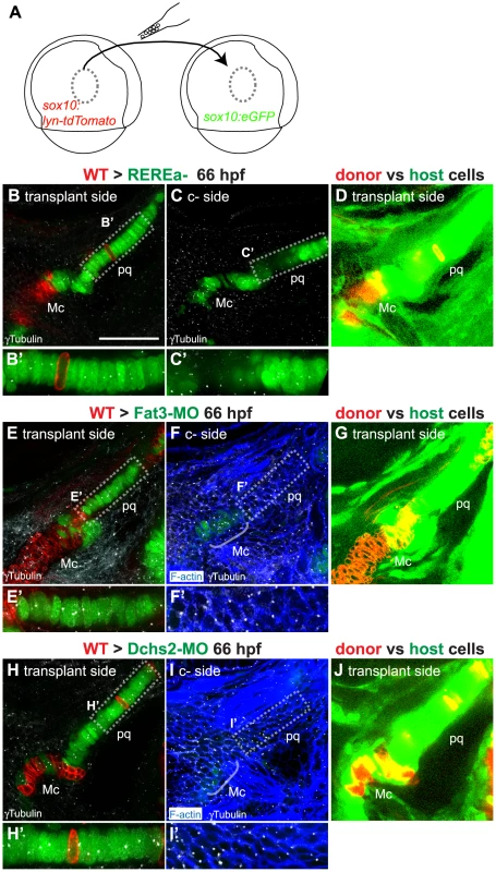 Non-cell autonomous requirements for REREa, Fat3 and Dchs2 in cartilage stacking and polarity.