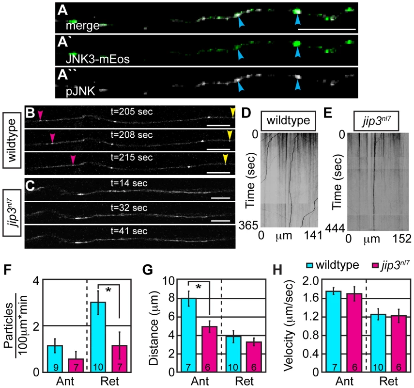 Retrograde JNK3 transport frequency was decreased in <i>jip3<sup>nl7</sup></i> mutants.
