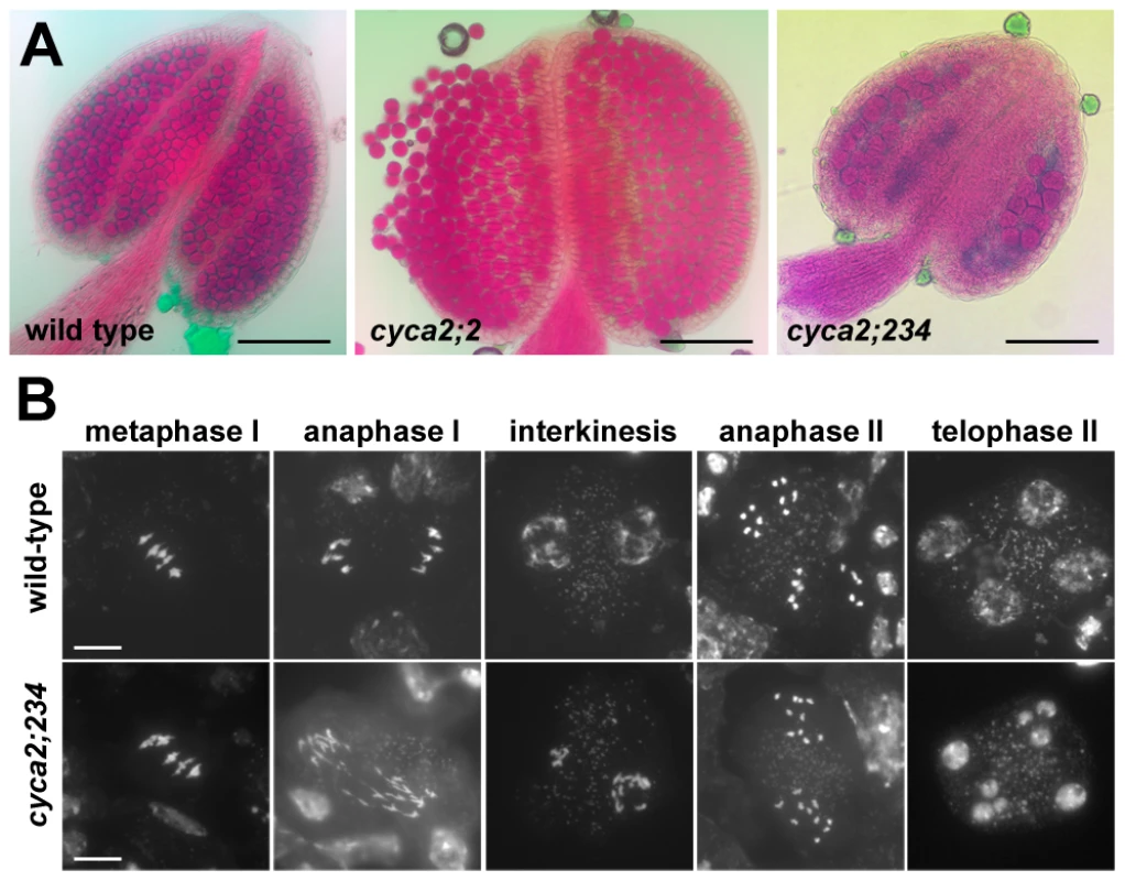 Meiotic defects in <i>cyca2;234</i> mutants.