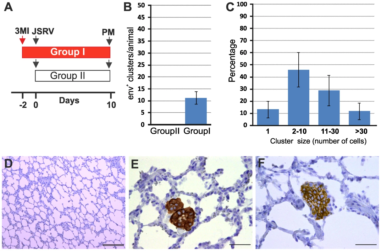 Induction of mild lung injury renders adult sheep susceptible to JSRV infection.
